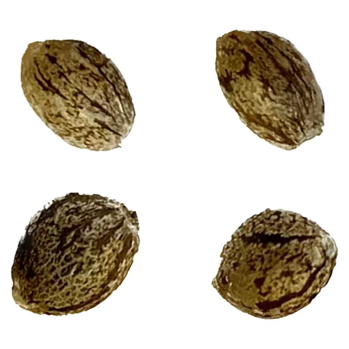 Auto Gelato Biscotti Feminized Seeds by Automatic Ganja - 4 pack